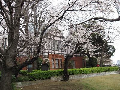 学院の桜